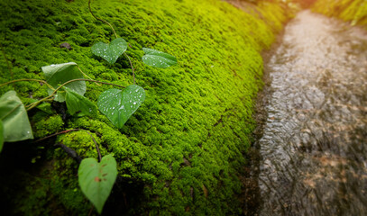 Green mosses plant and leaf in rain forest.