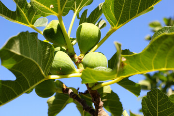 Pianta di fico. Particolare di un ramo con foglie e frutti in fase di maturazione.