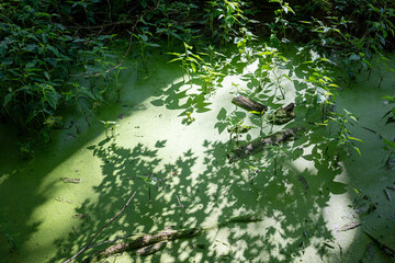 Algae bloom in swamp river, swamp, algae bloom, 