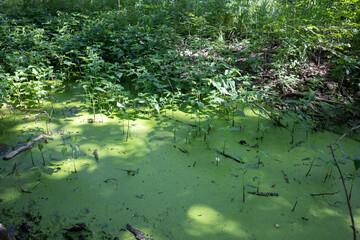 Algae bloom in swamp river, swamp, algae bloom, 