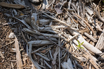 drift wood by lake erie beach, beach driftwood, lake erie driftwood