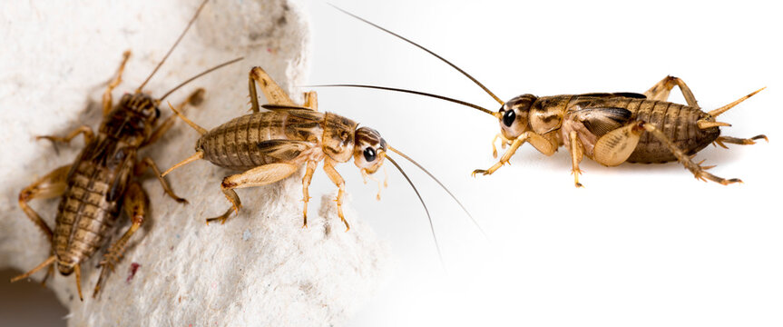 cricket - Gryllus assimilis - feeding insects