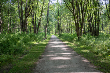 Forest and Beach Trails, Trail, Forest summer trail, summer path, beach path