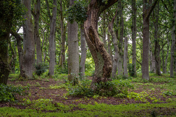 Fototapeta premium A beautiful landscape view of an old oak tree forest. Picture from Scania in southern Sweden.