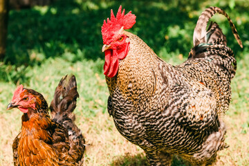 Rooster and hen on field
