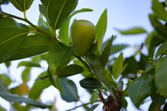 Pianta di giuggiolo pera. Piccolo frutto in fase di maturazione.