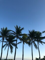 palm trees on the beach