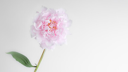 Naklejka na ściany i meble pink peony flower