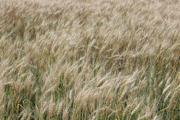 Closeup of wheat
