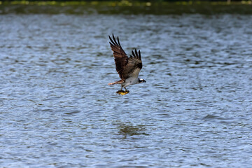 Western osprey flying over the lake with caught catfish.