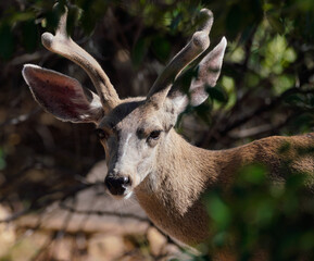 Portrait of a Young Buck showing the velvet on his growing horns.