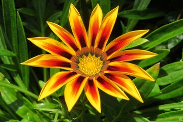 Beautiful orange gazania flower in Florida zoological garden, closeup