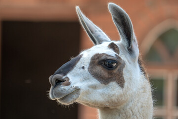 Naklejka premium Beautiful llama at the zoo. Close-up portrait. Wild animals in captivity