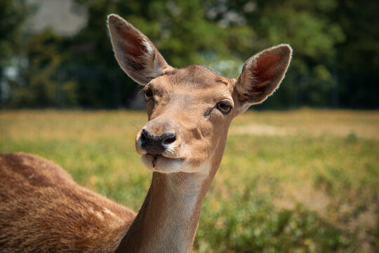 Beautiful portrait of  the sika deer (Cervus nippon), also known as the spotted deer or the Japanese deer