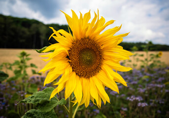 sunflower in the field