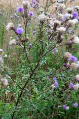 Die Blüten der Acker-Kratzdistel, Cirsium arvense, gesehen am Rand eines Getreidefeldes.