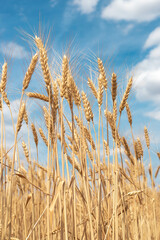 yellow ears of wheat against the blue sky. Ripened bread