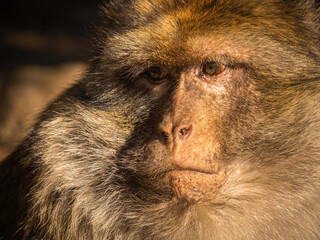 Berber (Barbary Macaque) Monkey