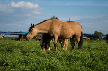 Fototapeta premium my pictures