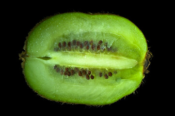 Organic kiwi fruit cut in half and freshly picked.