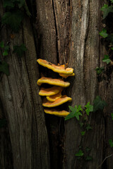 mushrooms in a tree