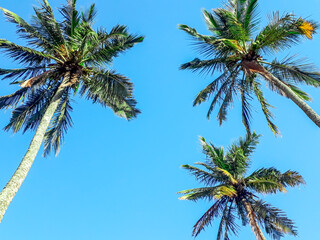 Fototapeta na wymiar Praia Vermelha / Rio de Janeiro / Brazil - July 19: Palm trees, winter in Rio de Janeiro.