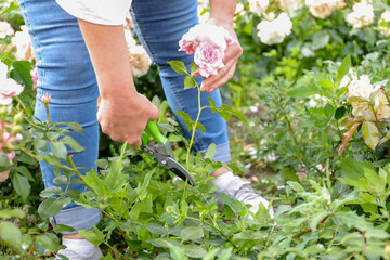 A female gardener in blue jeans in the garden cuts a blooming pink rose