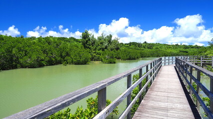 島尻マングローブ林３