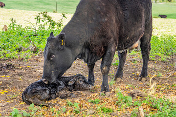 New born calf and mother © NosamA