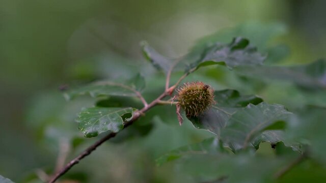 Beechnuts fruits on beech branches (Fagus sylvatica) - (4K)