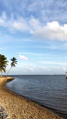 tropical beach with palm trees