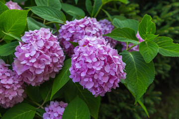 purple lilac flowers