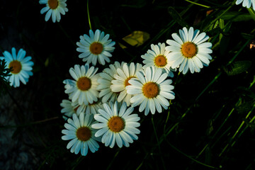 A close-up shot of white daisy flowers in the wild in a forest in the Alps mountains (Puget-Theniers, Alpes-Maritimes, France)