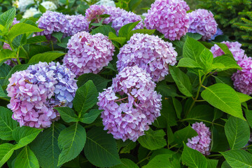 Obraz premium purple lilac flowers