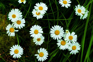 A close-up shot of white daisy flowers in the wild in a forest in the Alps mountains (Puget-Theniers, Alpes-Maritimes, France)