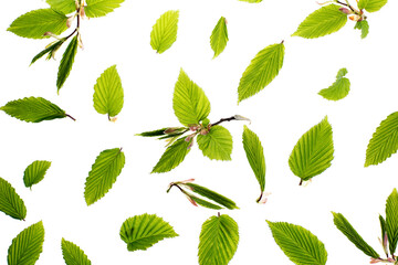 Young fresh green leaves against a white background. Spring seasonal background.