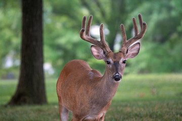 Naklejka na ściany i meble Large white-tailed deer buck in a meadow
