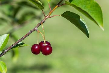 Ripe cherries hanging from a cherry tree branch. Orchard in the summer