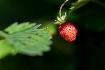 Ripe wild strawberry In the fruit garden. Growing organic berries closeup.