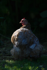 7 - High contrast side lit profile of an orange pekin bantam chicken on a dark background.