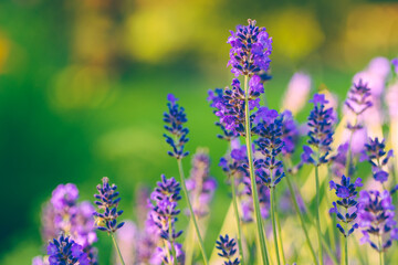 Fototapeta premium Lavender flowers in the summer garden, closeup.