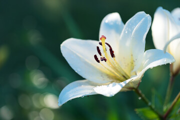 Fototapeta na wymiar White yellow spring flowers of Regal lily, Liliaceae, Lilium regale