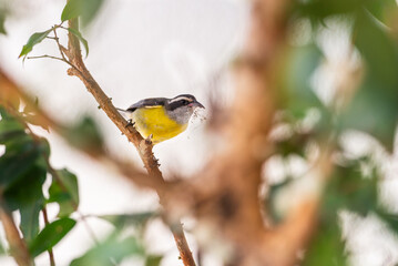 Pitangus sulphuratus