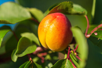 Ripe apricot hanging from a tree branch. Orchard in the summer
