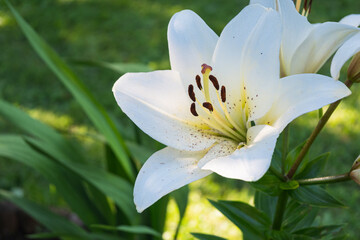 White yellow spring flowers of Regal lily - Liliaceae - Lilium regale