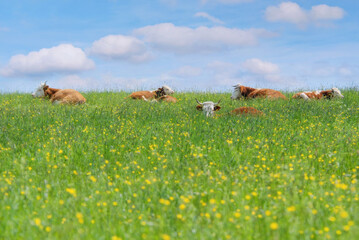 Kuhherde liegt auf der grünen Weide