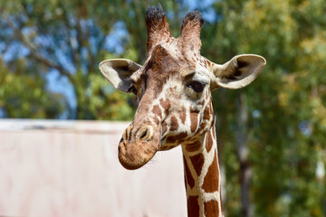 Close-up of giraffe head. Giraffe in the park on a summer day. Selective focus.