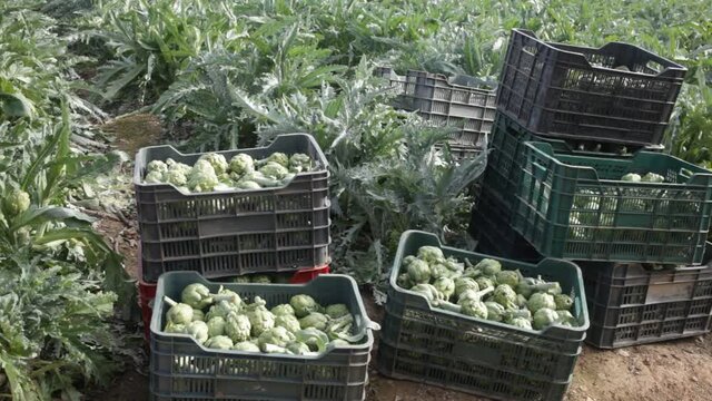  Image of harvest of artichokes growing in land, nobody. High quality FullHD footage