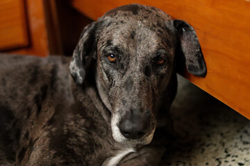 Portrait of a Great Dane