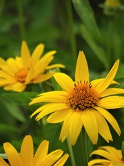 Żółty kwiat na łące